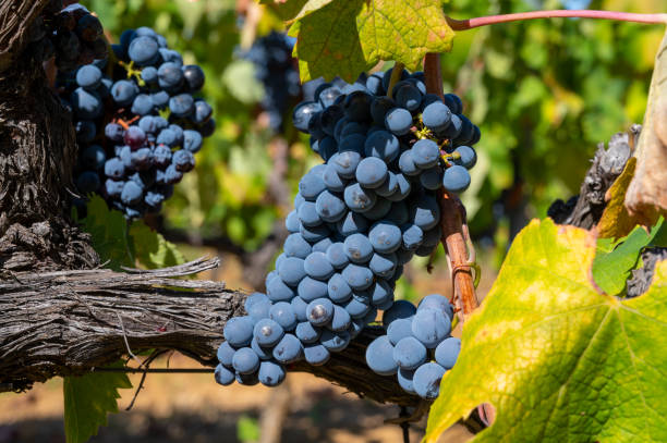 Wine grapes